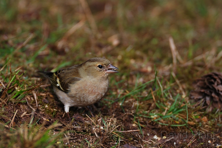 Chaffinch female - A.jpg - Chaffinch, female - Forest of Dean
